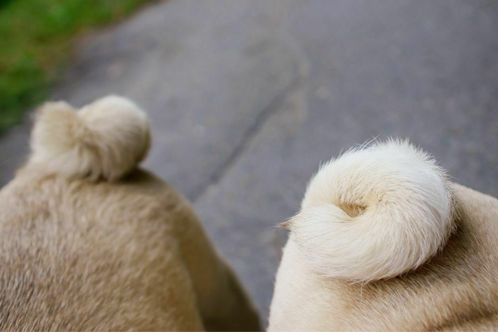 Dogs with curly tails