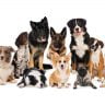 What is line breeding in dogs