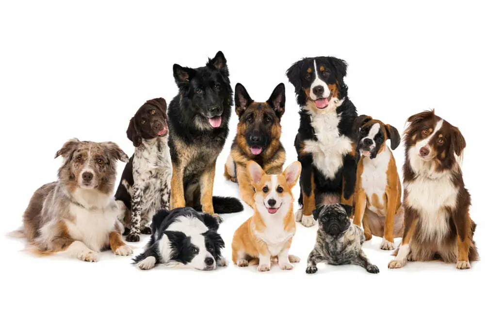 What Is Line Breeding In Dogs? - PetDT