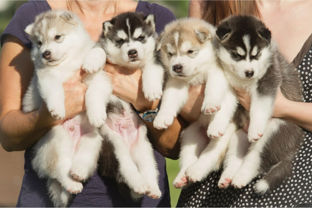 Husky puppies