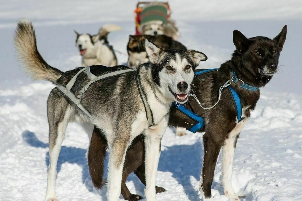 Working dogs