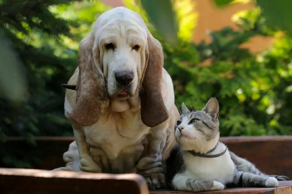 Basset hound and cat sitting together