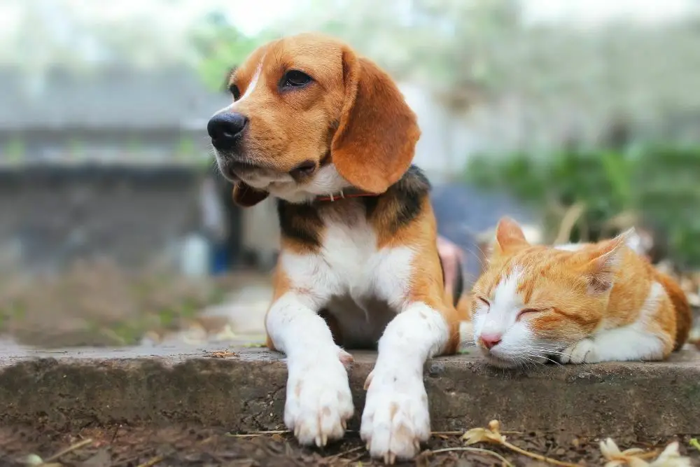 Beagle dog and brown cat lying together on the footpath.