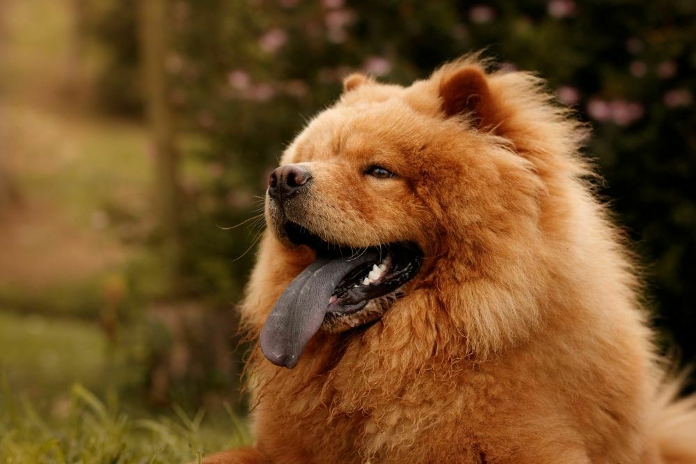 Chow chow with black tongue