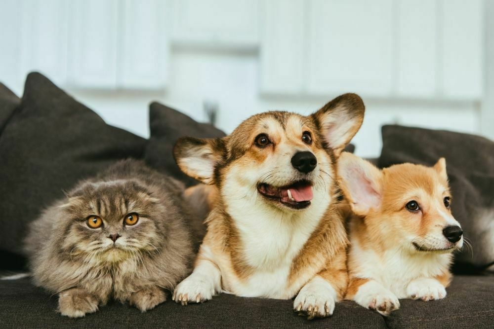 Welsh corgi dogs and british longhair cat sitting on a sofa