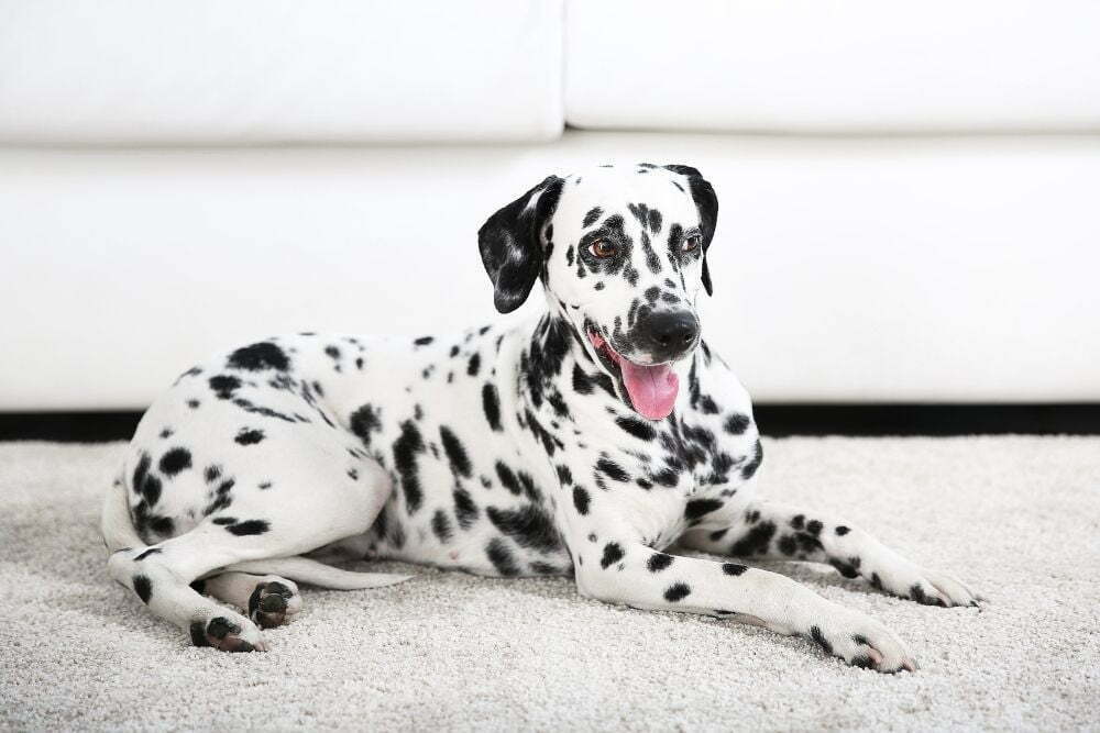 Dalmatian