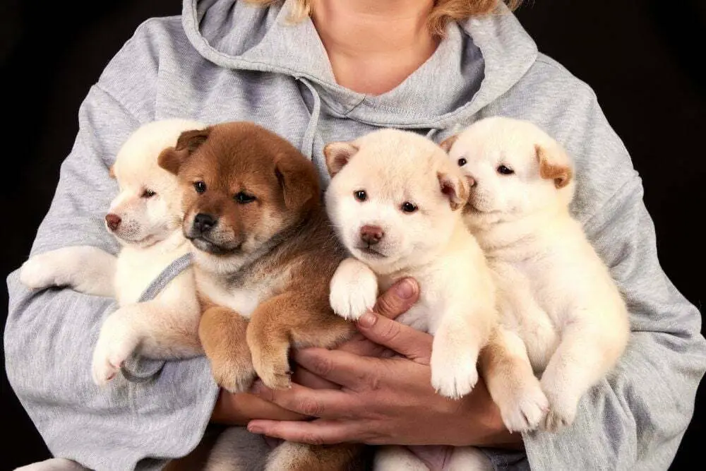 Dog breeder holding 4 shiba inu puppies