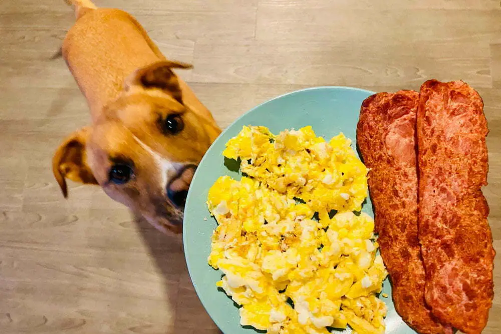 Dog with a plate of bacon and egg