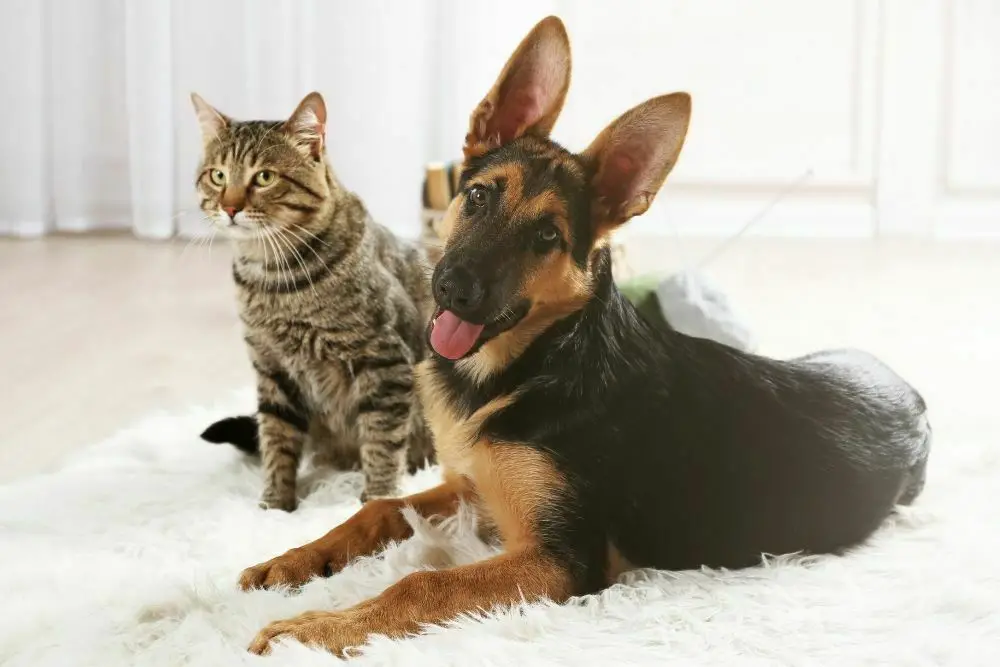 german shepherd and cat on a carpet