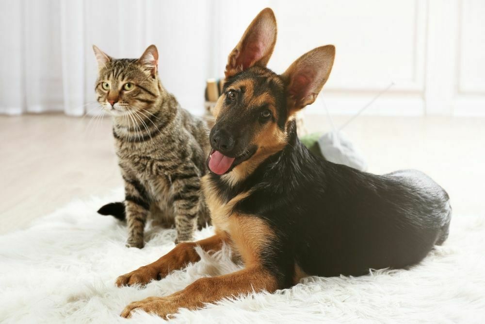 German shepherd and cat on a carpet