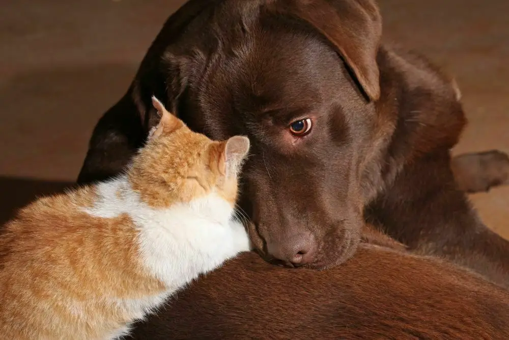 Brown labrador and orange cat