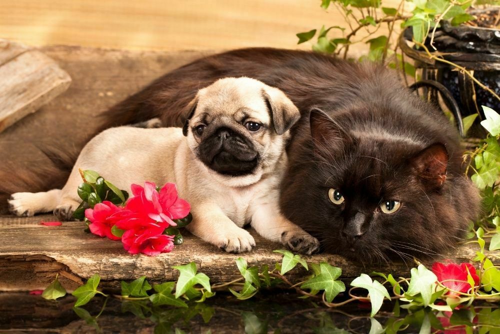 Pug and cat sitting together