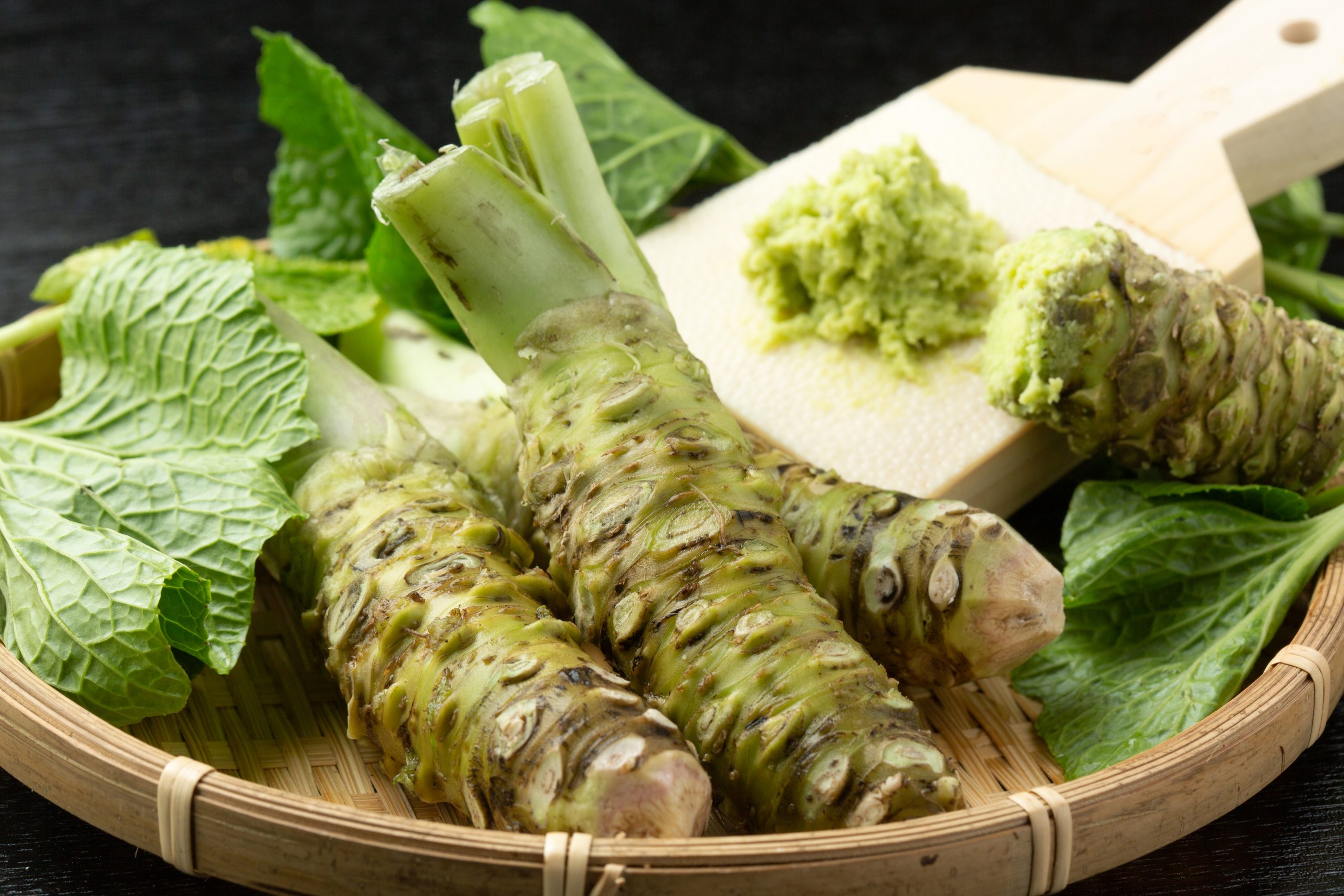 Can Dogs Eat Wasabi? Answered! - PetDT 