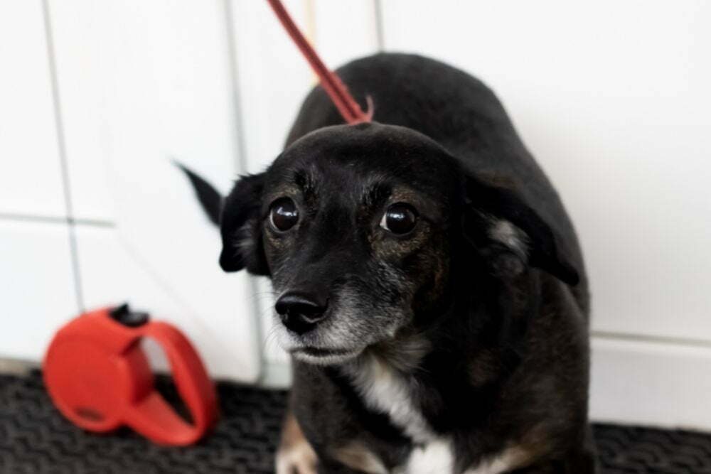 Why Is My Dog Suddenly Scared To Go Up The Stairs