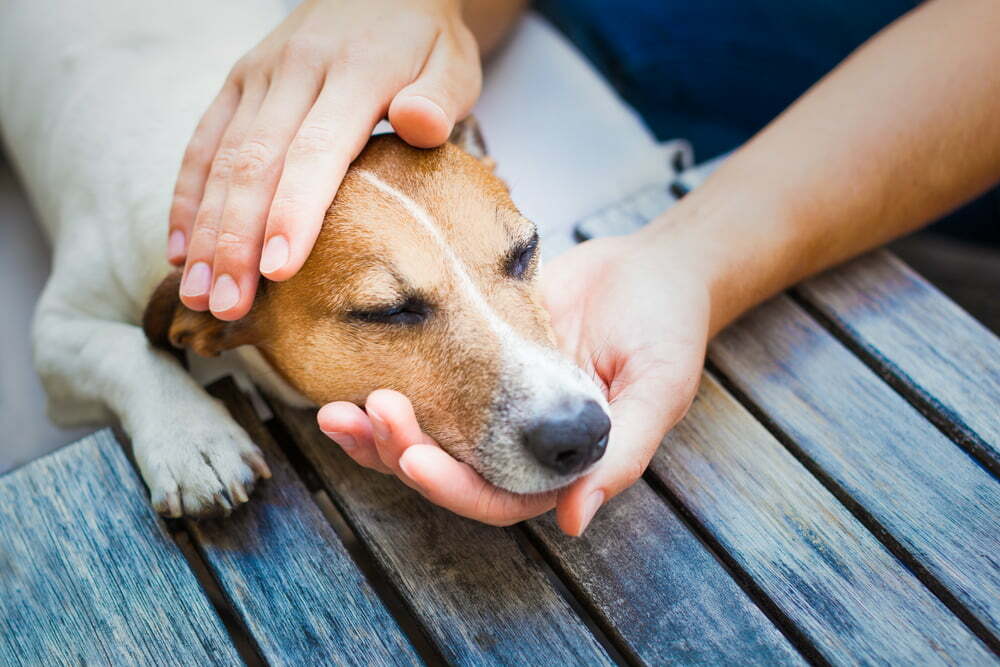 Owner stroking dog