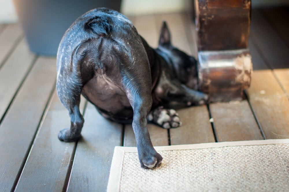 French bulldogs tail