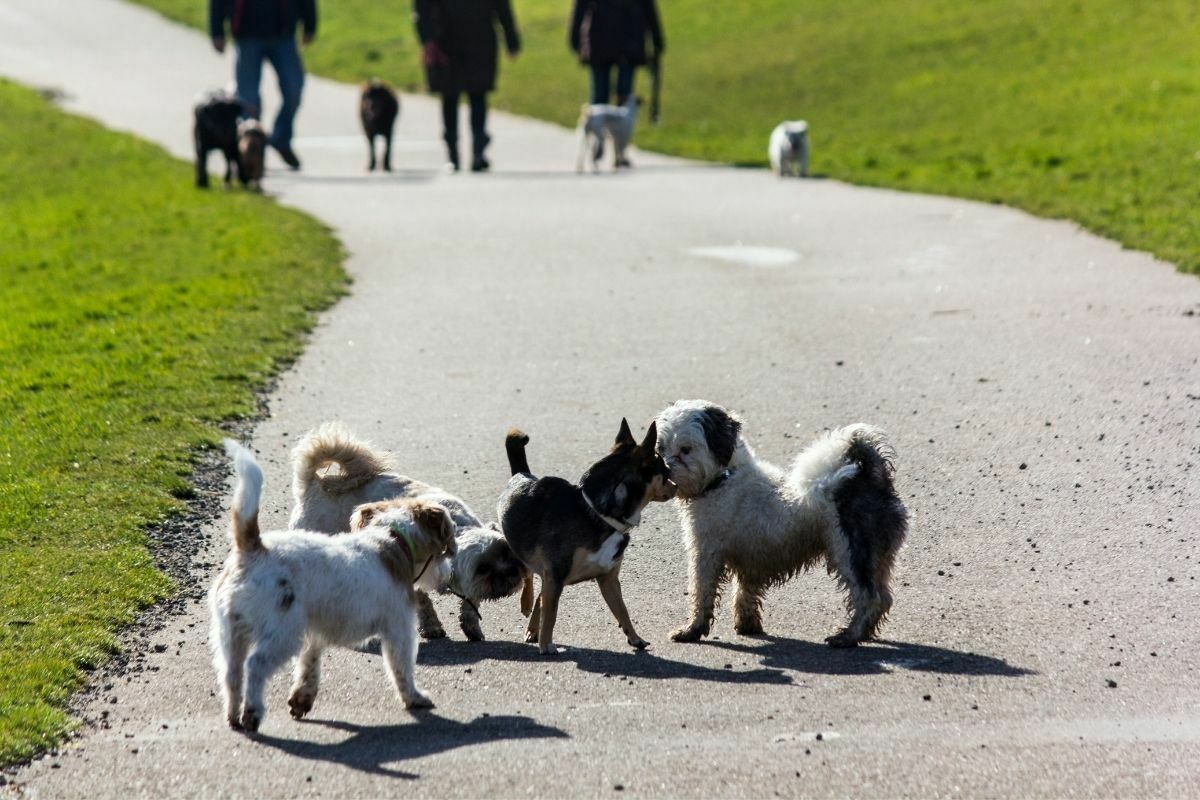 small dogs in park