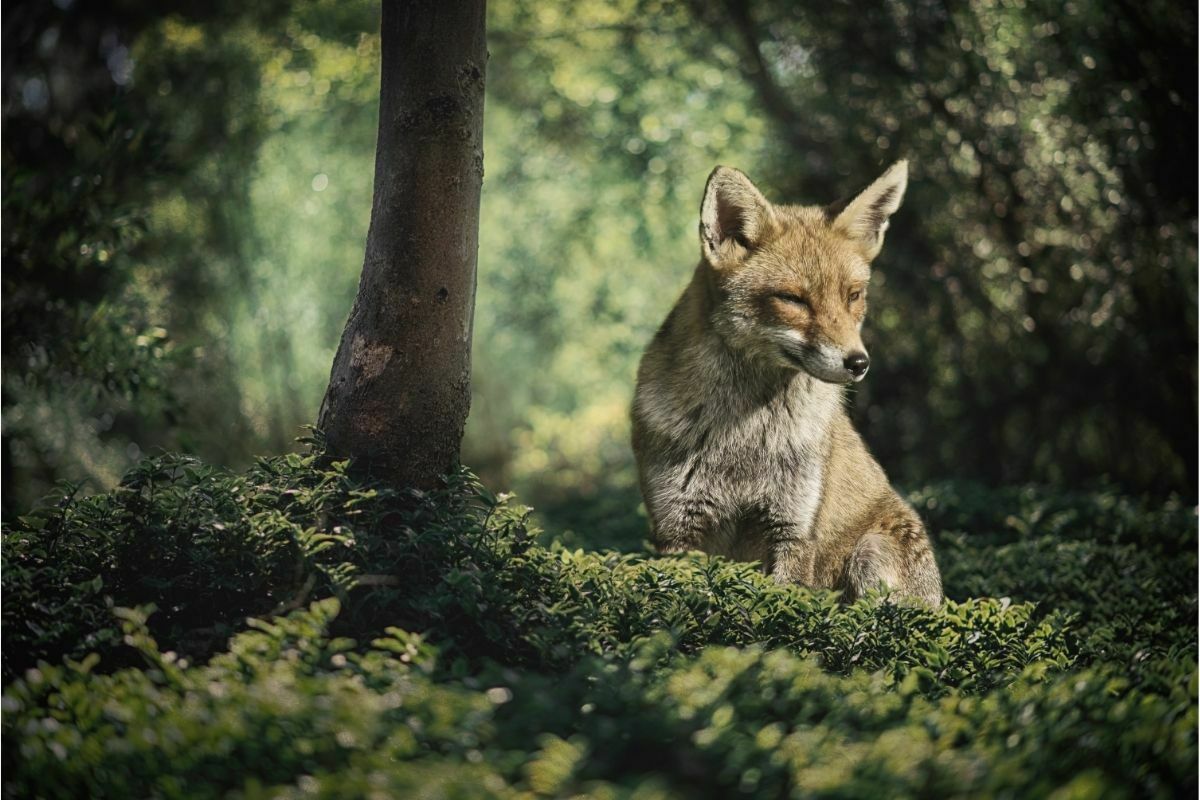 Fox in the woods