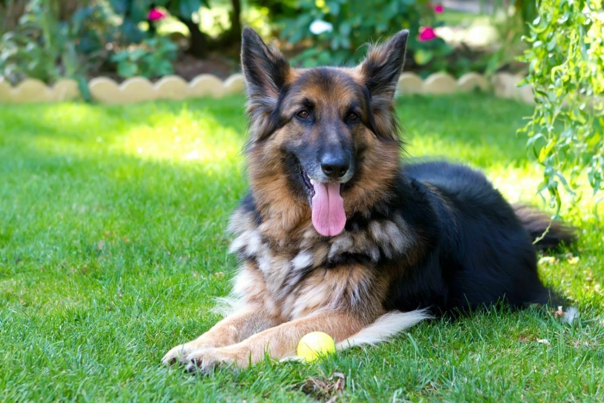 Brown dog laying down