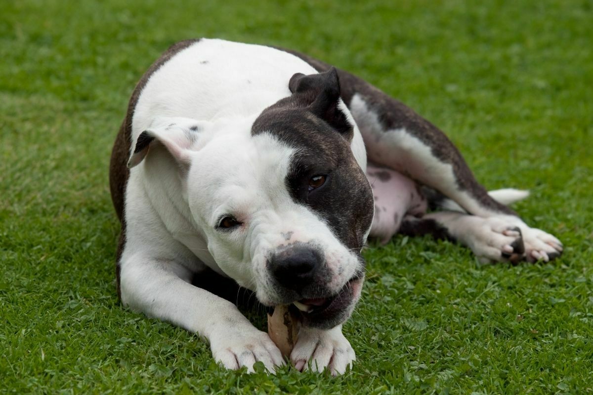 15+ dog breeds that look like pit bulls