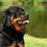Rottweiler dog in the park