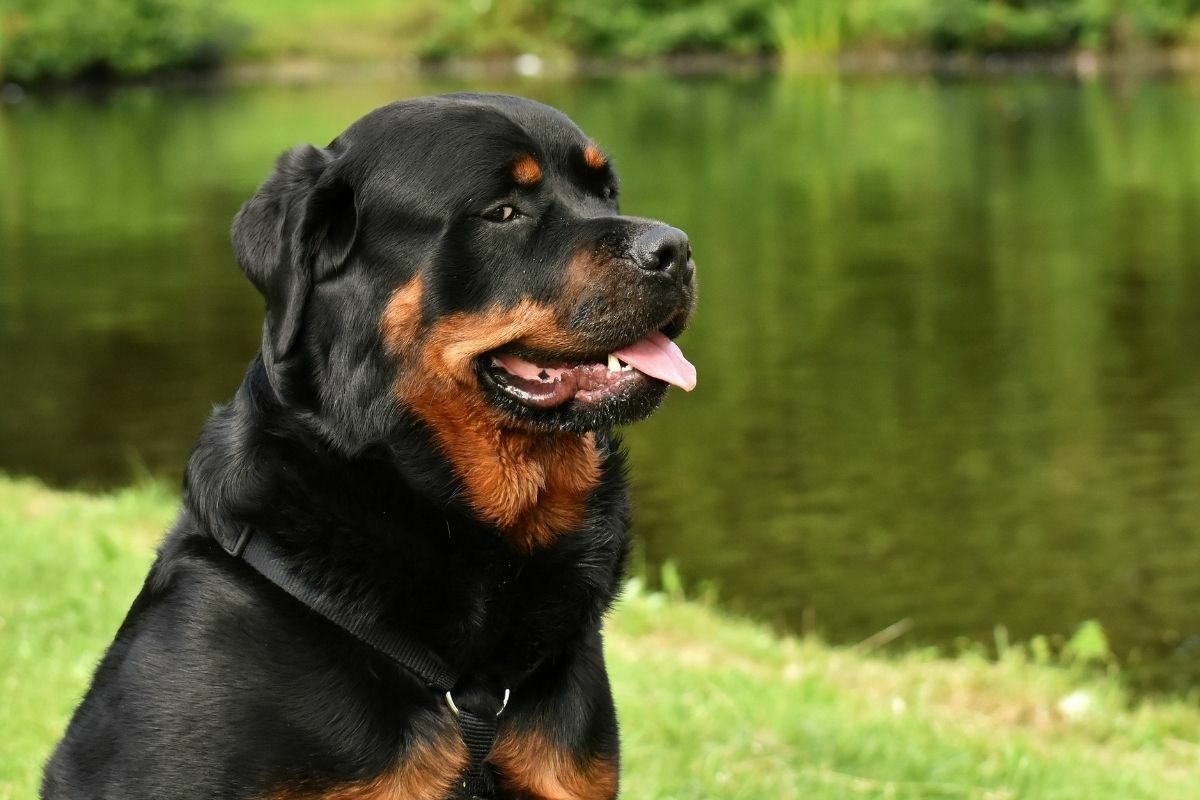 Rottweiler dog in the park