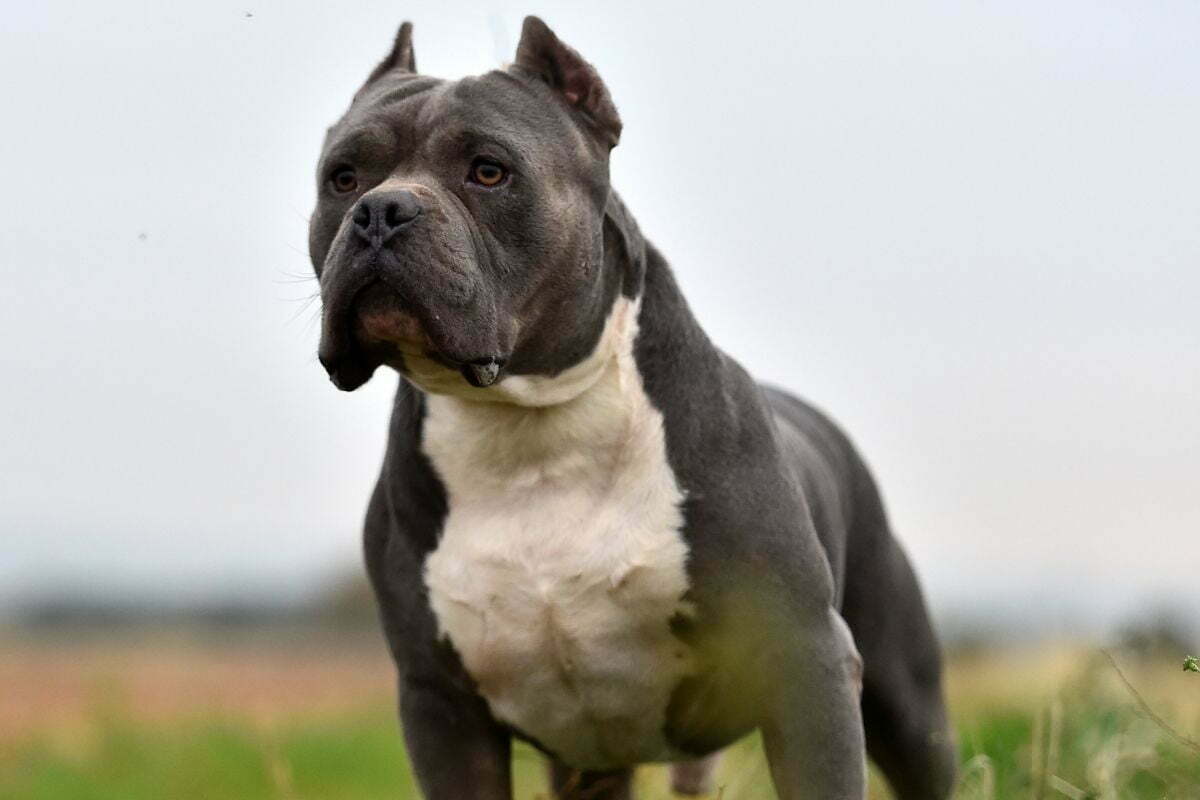 Pitbull