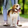 Beagle one of longest Living Dog Breeds