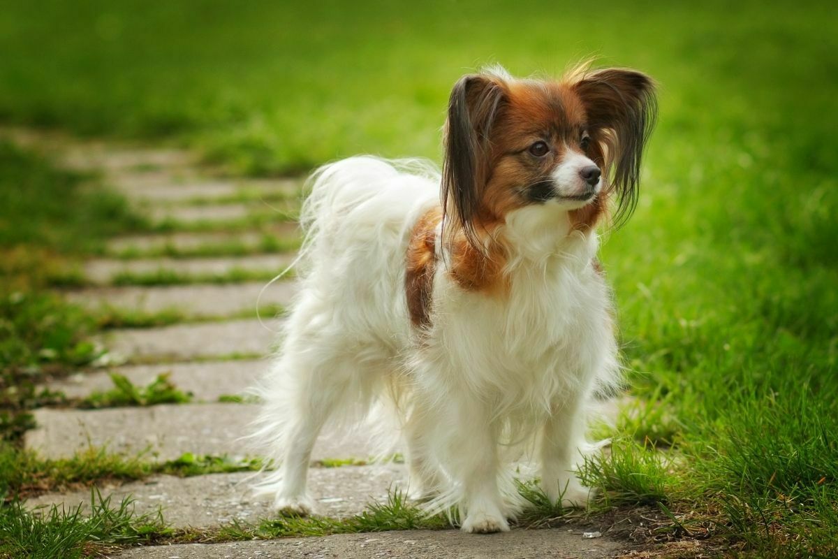 Beautiful dog breed papillon