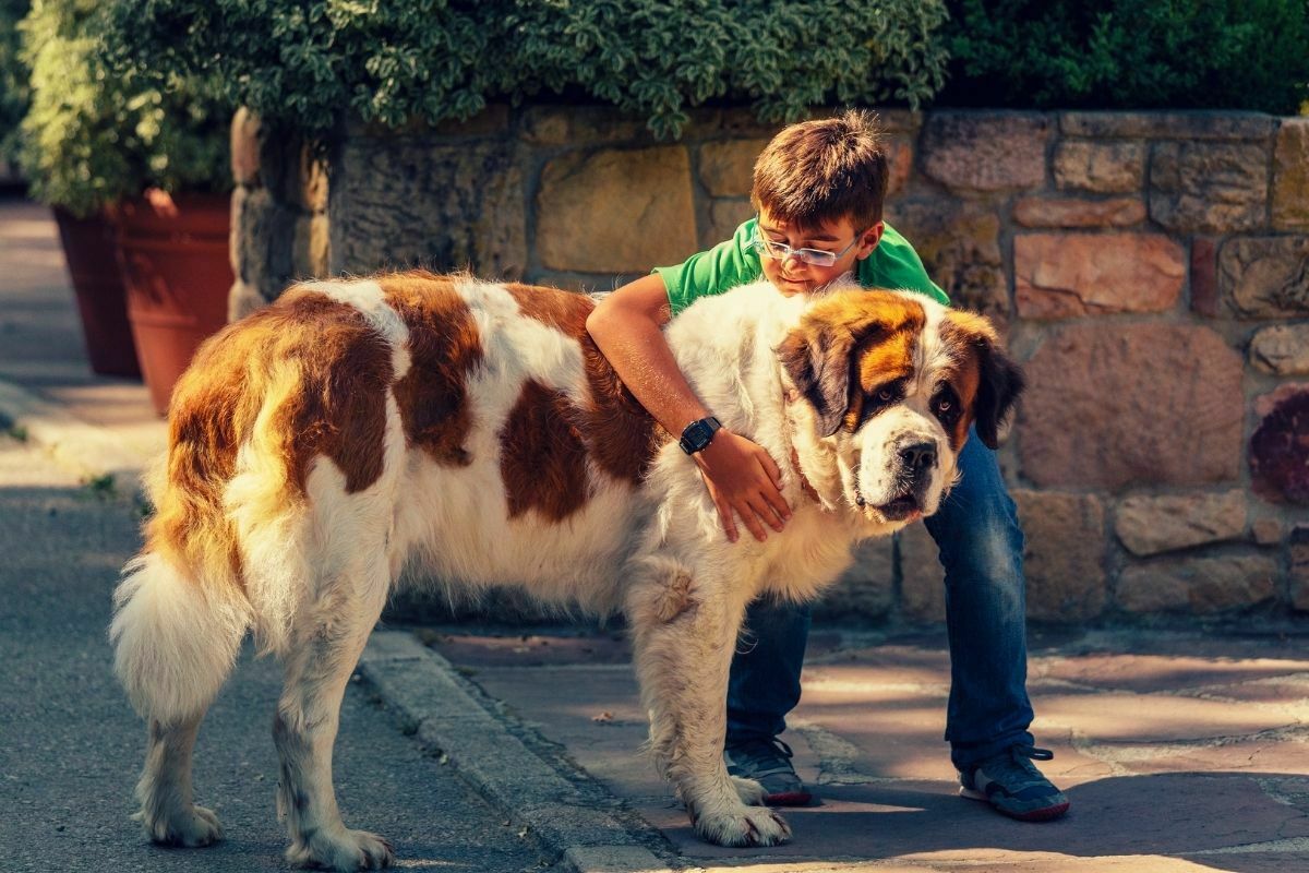 Tallest dog breeds st bernard