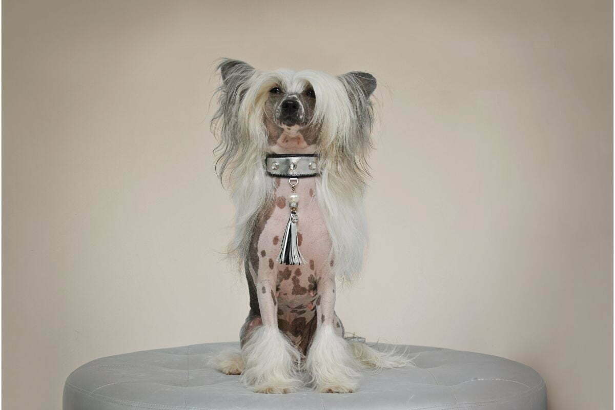 Chinese Crested Dog breed