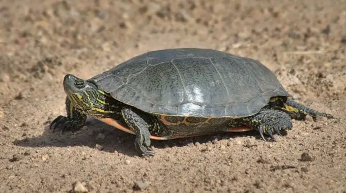 Western Painted Turtle walking on the ground