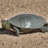 Western painted turtle walking on the ground