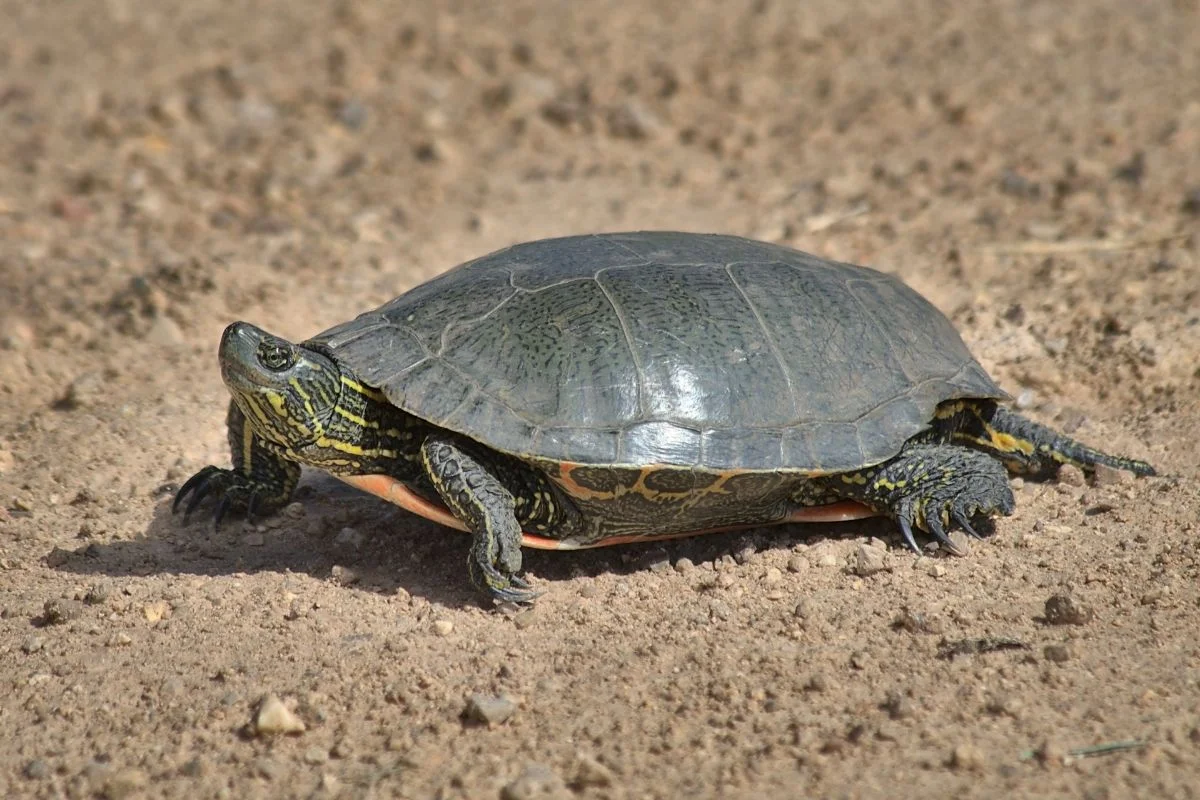 Western painted turtle walking on the ground