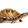 7 [Small Turtles] That Make Great Pets