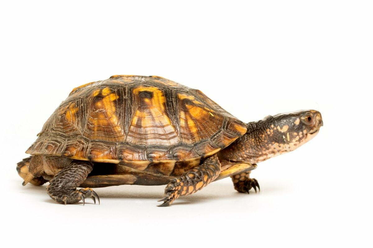 7 [Small Turtles] That Make Great Pets