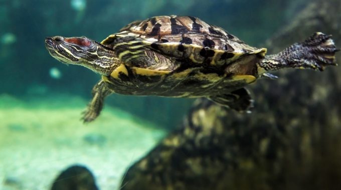 8 Turtle Tanks That Are Great For All Turtles Species
