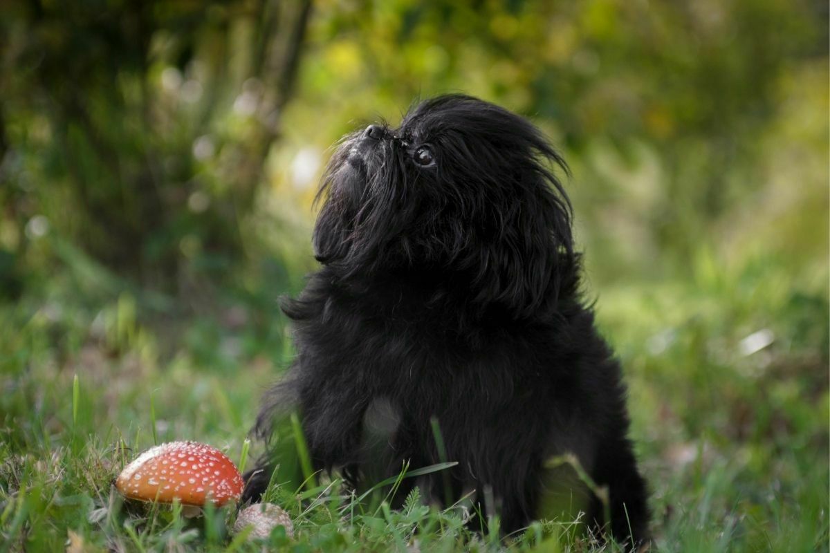 Pro a black shaggy dog of the athenpinscher breed