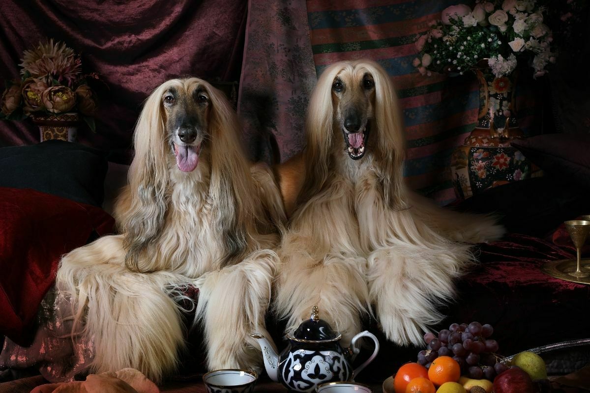 Afghan Hound dogs lying on the carpet 