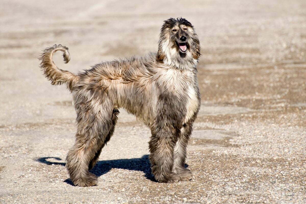 Afghan hound