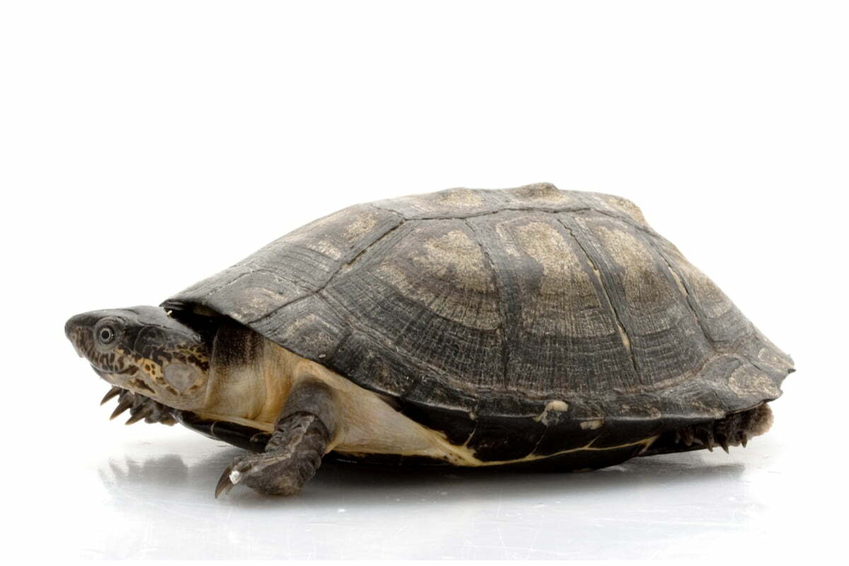African Sideneck Turtle on white background