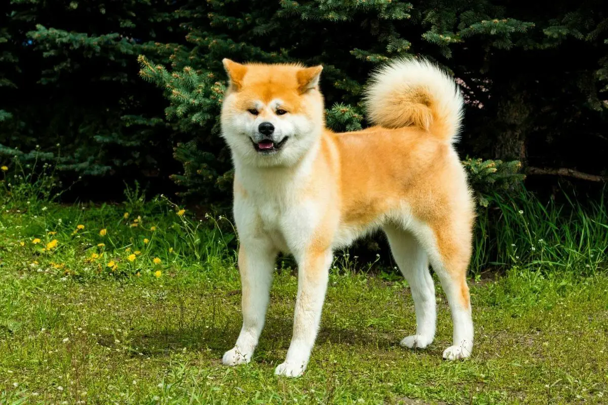 The Japanesse Akita Inu is in the park 