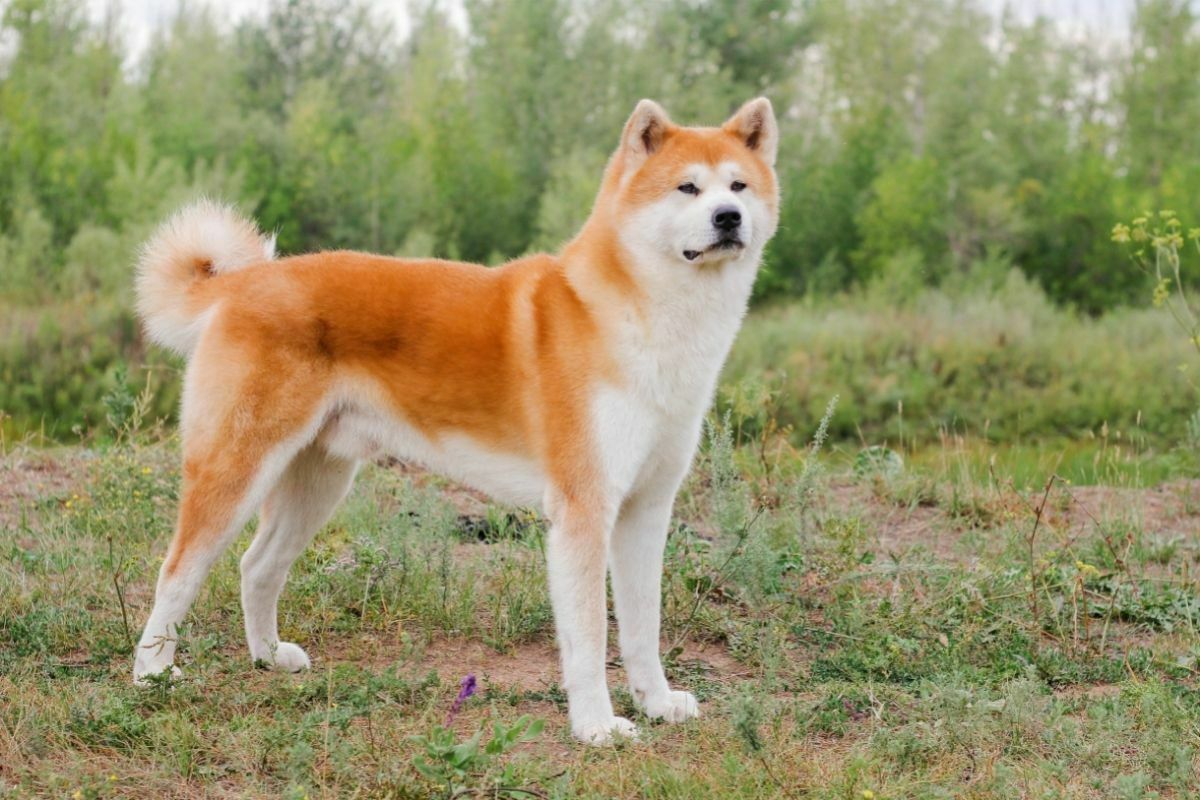 Akita inu ready