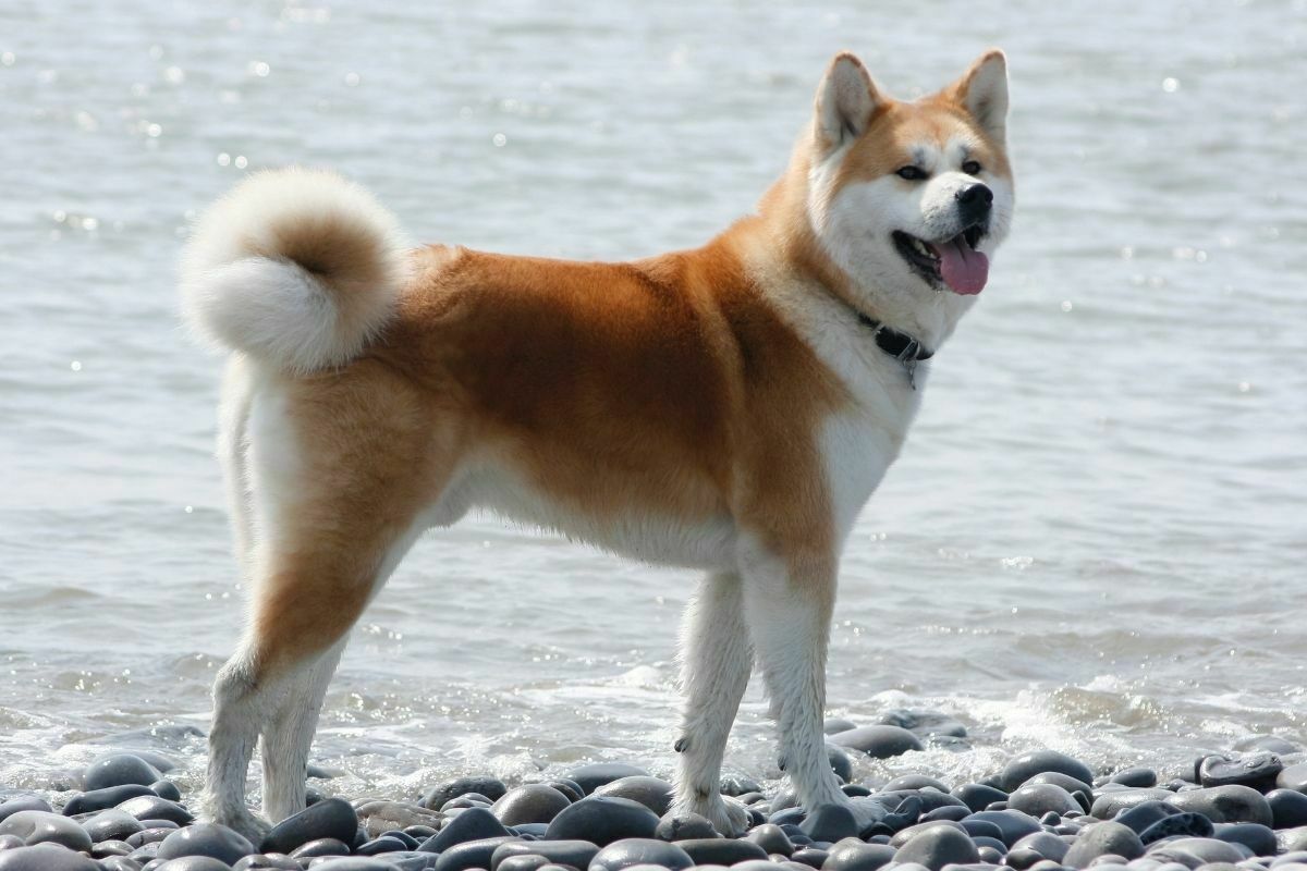 Akita inu at the beach