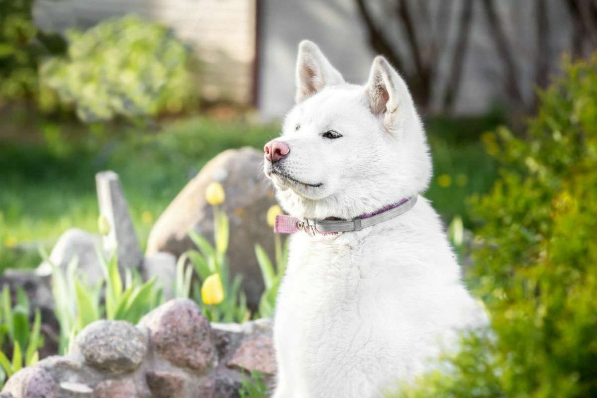 Akita inu alert