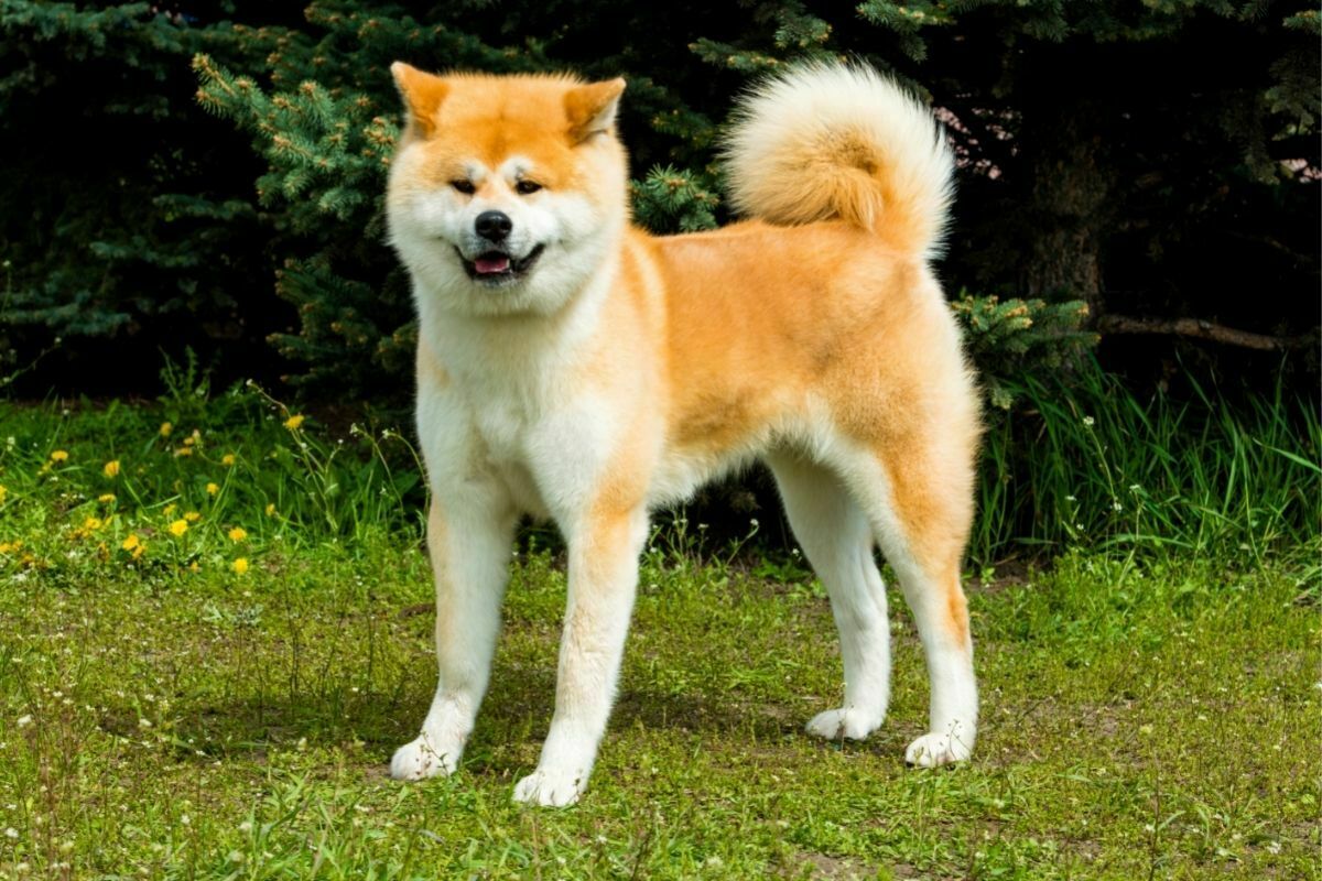 Akita inu