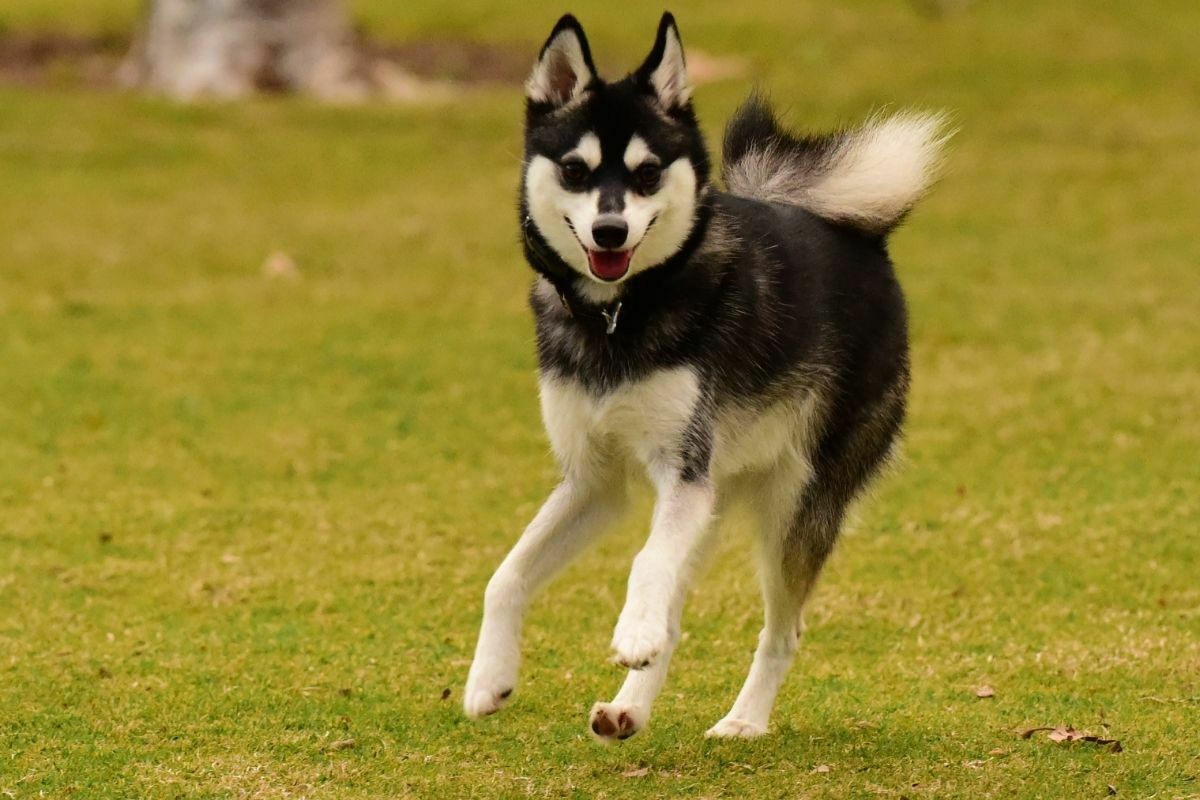 Alaskan klee kai playing in the park