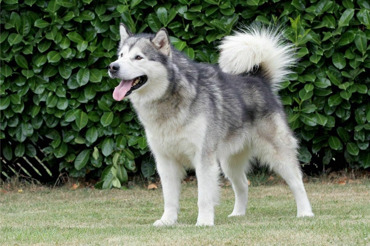 Alaskan malamute (3) standing