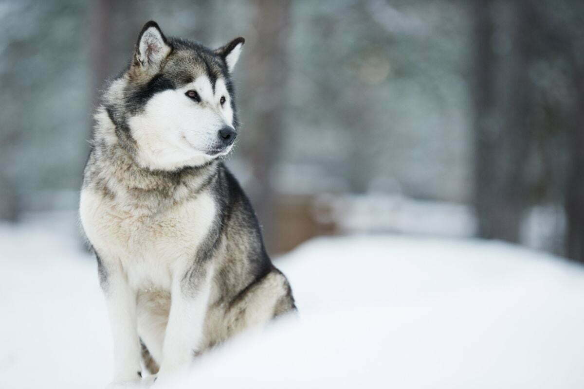 A portrait of alaskan malamute