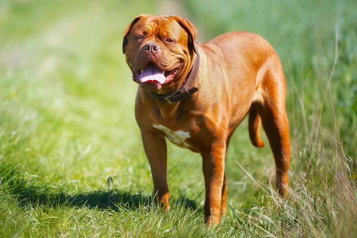 Ambullneo mastiff standing